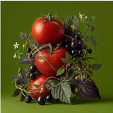 NO 183 TOMATO VINE Eau De Parfum (Copy)